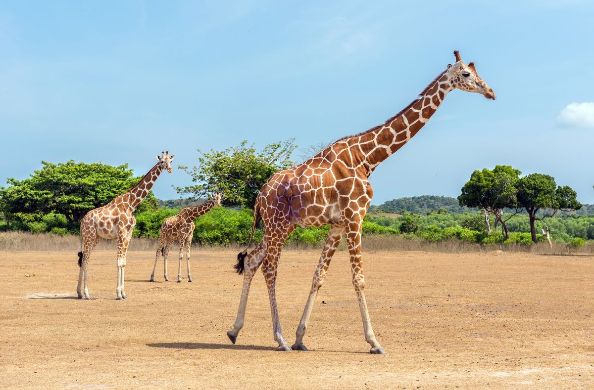 Giraffes at Busuanga island, Palawan, Philippines